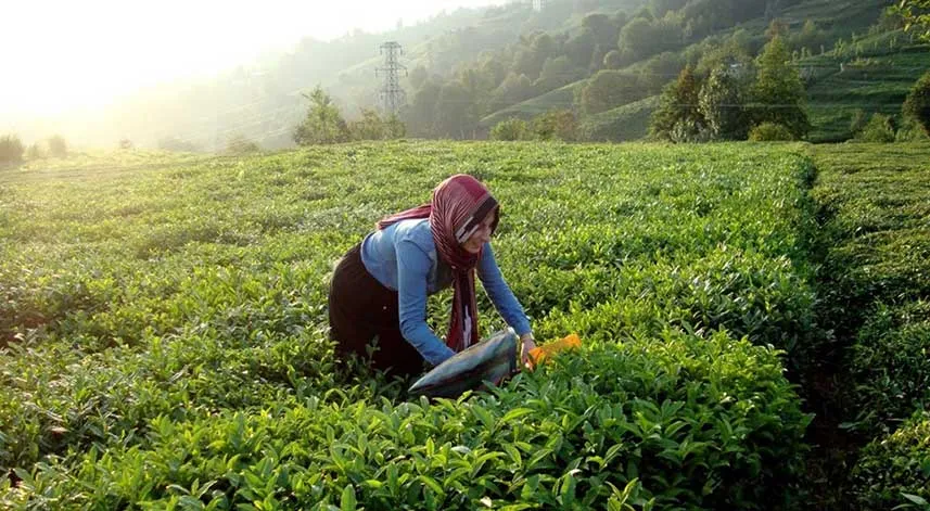 Dünyada ne kadar çay üretiliyor