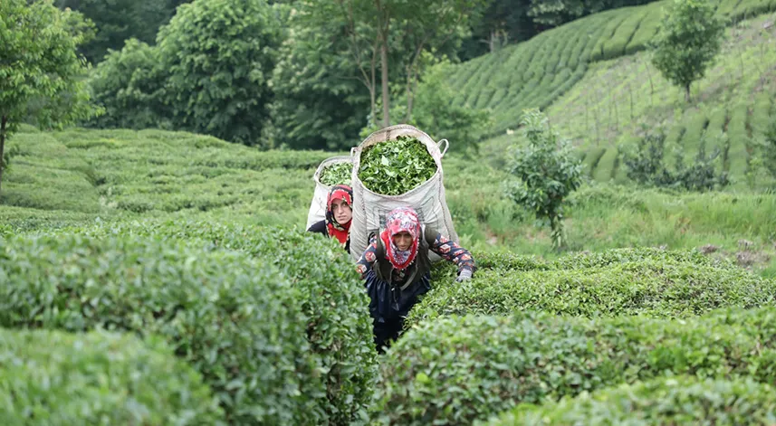Çay Hasadında 2. sürgün tamamlandı