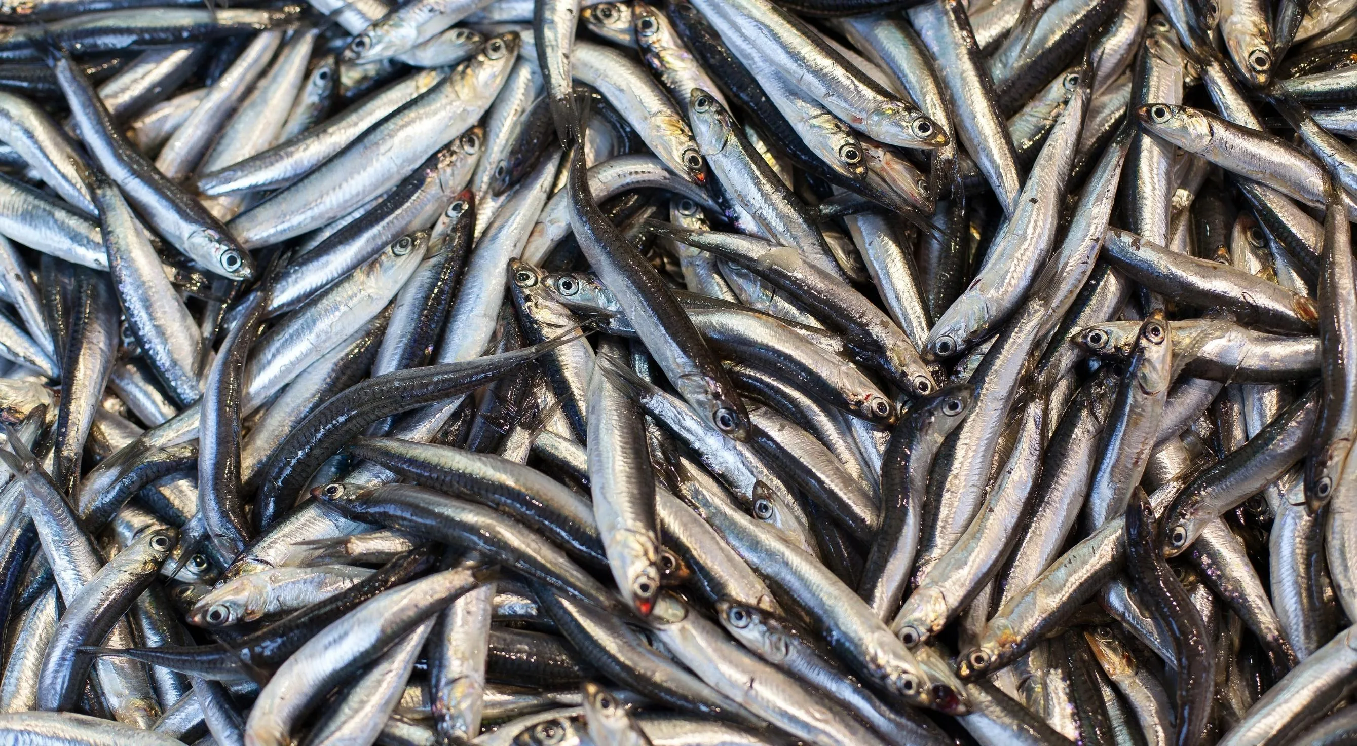 Türkiye'nin 7 aylık hamsi ihracatı yüzde 11 arttı