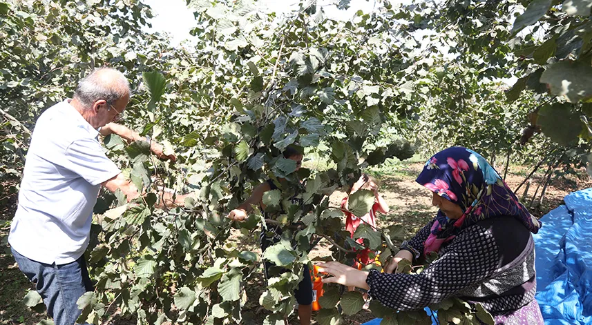 Fındık üreticileri maliyetleri düşürmek için mahsulünü torunlarıyla topluyor