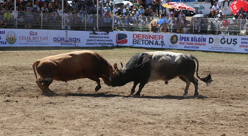 Artvin’de boğalar bu kez Türkiye şampiyonluğu için kapıştı