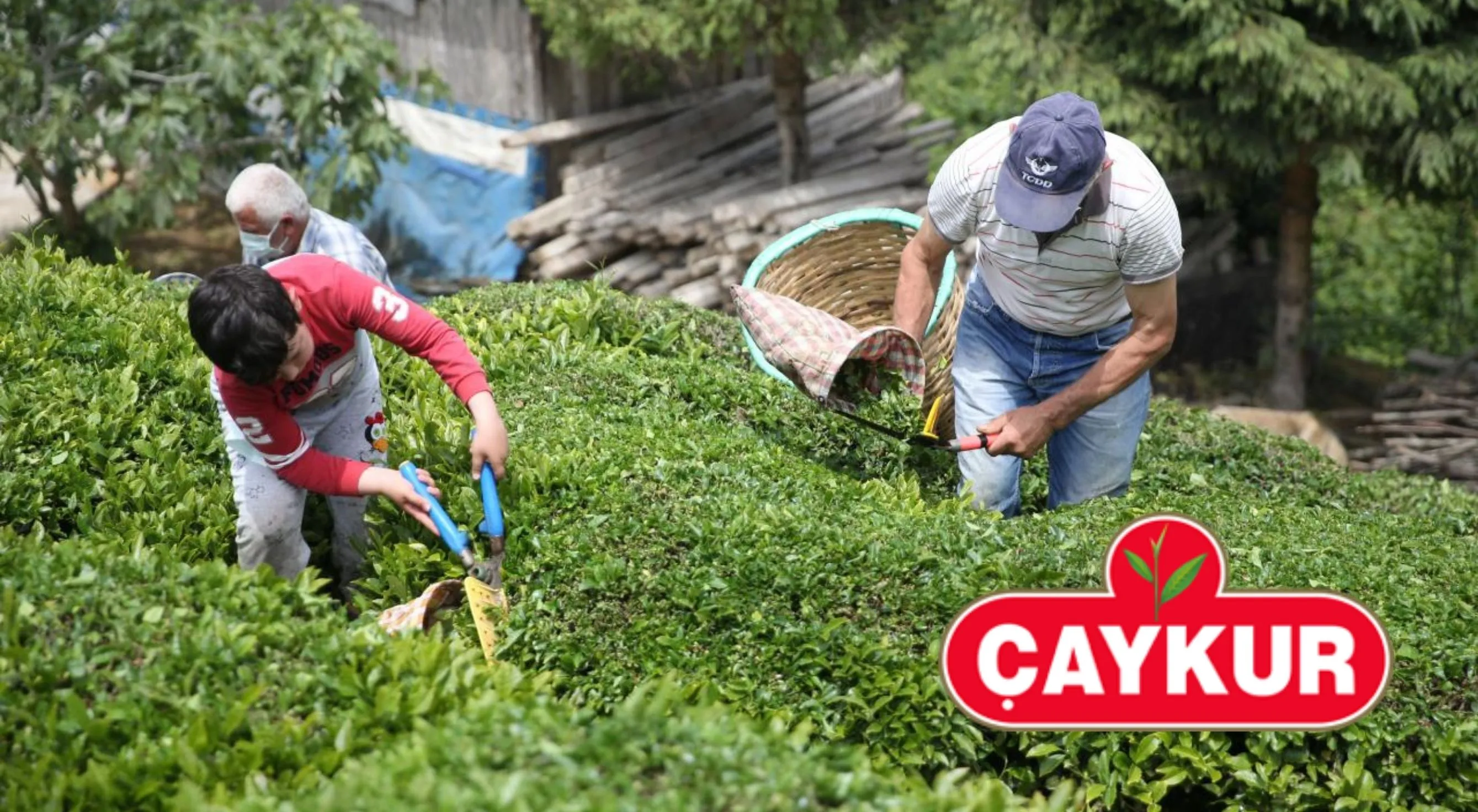 ÇAYKUR, organik çay fark ödemeleri tarihi belli oldu