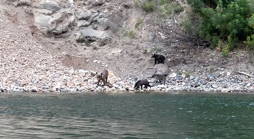 Artvin'de Çoruh Nehri'nden su içen ayı ve yavruları görüntülendi
