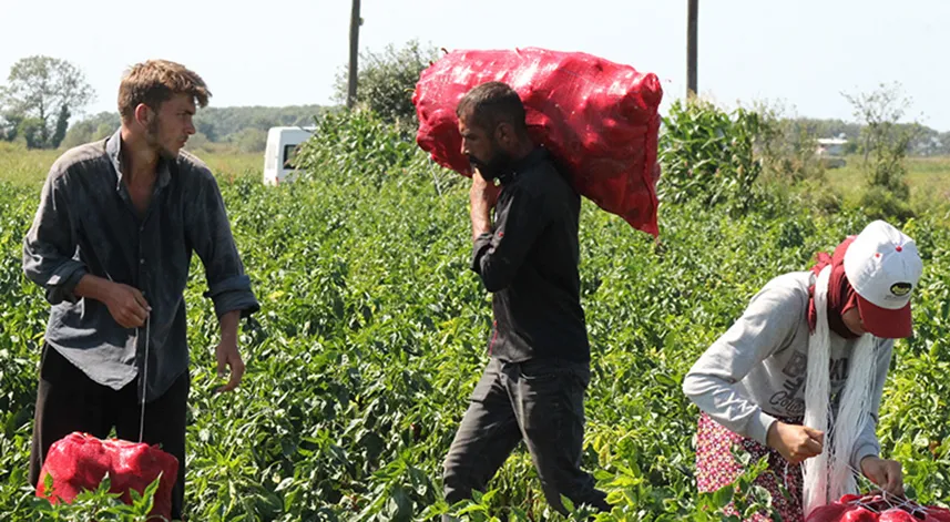 Bafra Ovası'nda 160 bin ton kapya biber rekoltesi bekleniyor