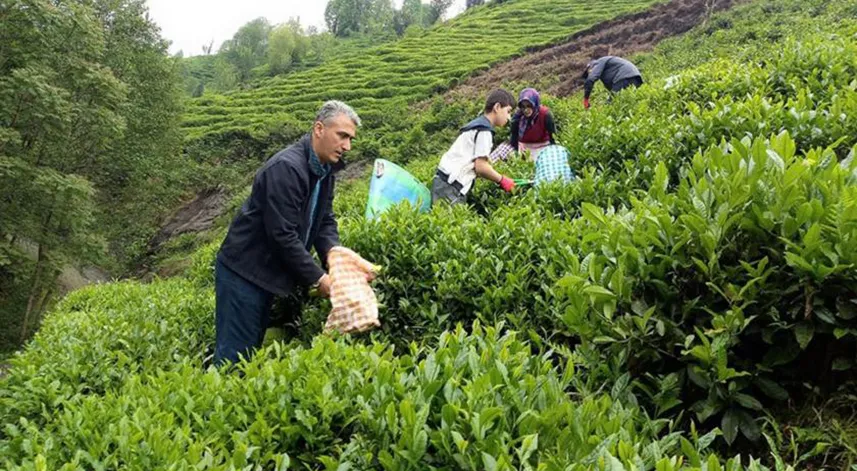 ÇAYKUR, temmuz ayı yaş çay ödemelerini yapıyor