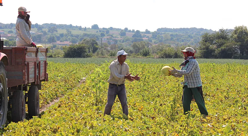 Bafra Ovası'nda kavun hasadında sona gelindi