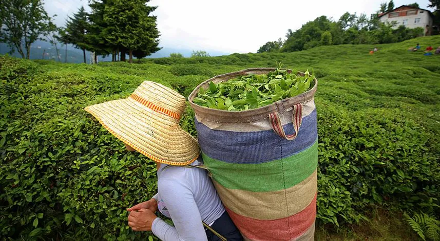 ÇAYKUR, organik çay fiyatları belli oldu