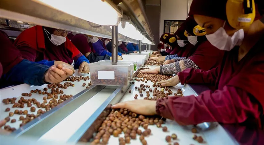 Sakarya'da yetiştirilen organik fındık 3 kıtaya ihraç ediliyor