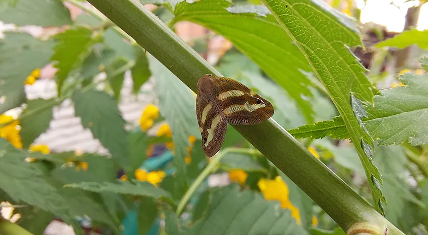 2 yıldır bahçelerde gözükmüyorlardı, artan sıcaklıklar ile yeniden ortaya çıktı