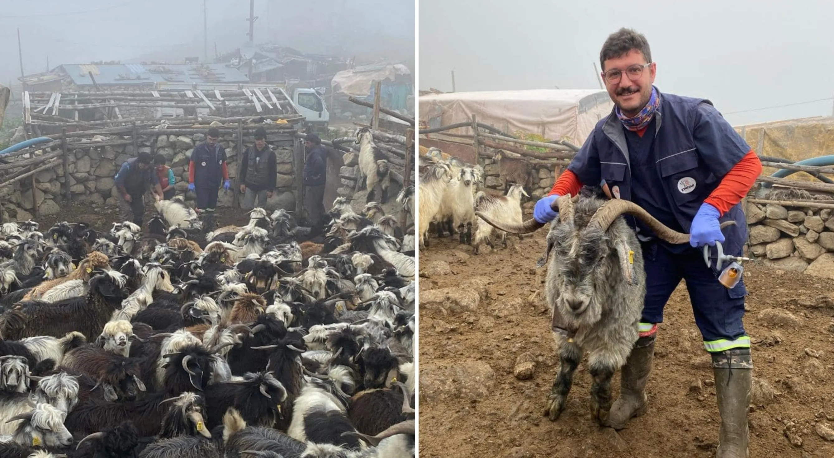 Yayladaki büyük ve küçükbaş hayvanlar aşılanıyor