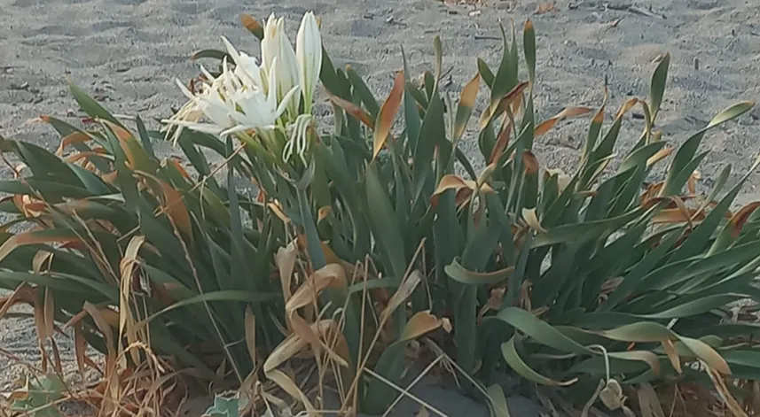 Kum zambakları Samsun sahillerinin süsü oldu