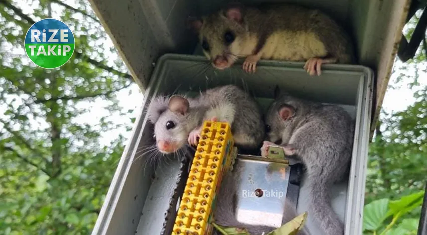 Rize'de dağıtım kutusundan sürpriz konuklar çıktı