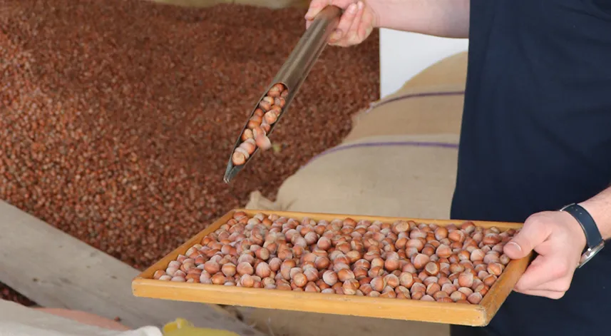 Ordu'da serbest piyasada fındığın kilogramı 100 liradan işlem görüyor