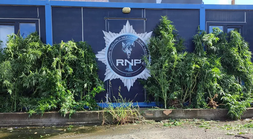 Rize'de geniş çaplı uyuşturucu operasyonu: 8 tutuklama