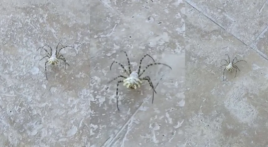 Dünyanın en zehirli örümceği Karadeniz’de görüldü