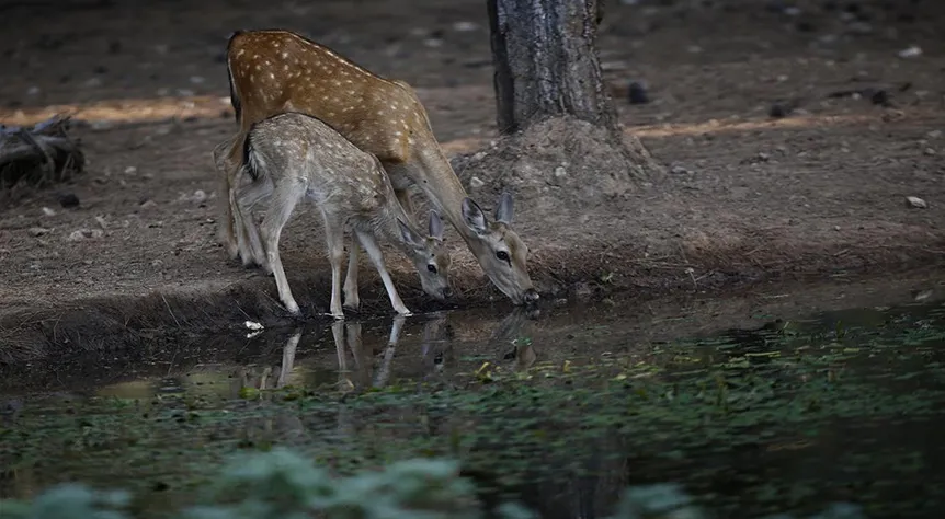 Nesli tehdit altındaki alageyik ve yavruları su içerken görüntülendi