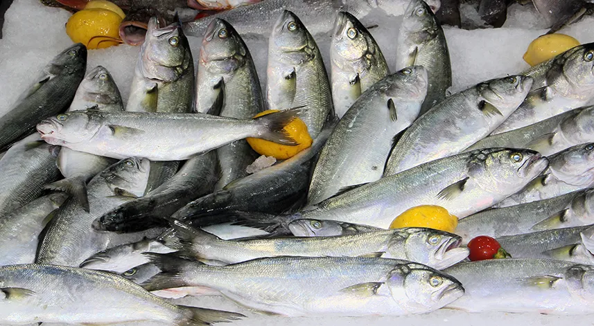 Sinop'ta lüferin kilosu 600 lira oldu