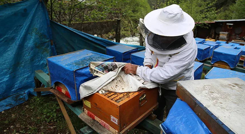 Ayder balının rekoltesi iki katına çıktı 