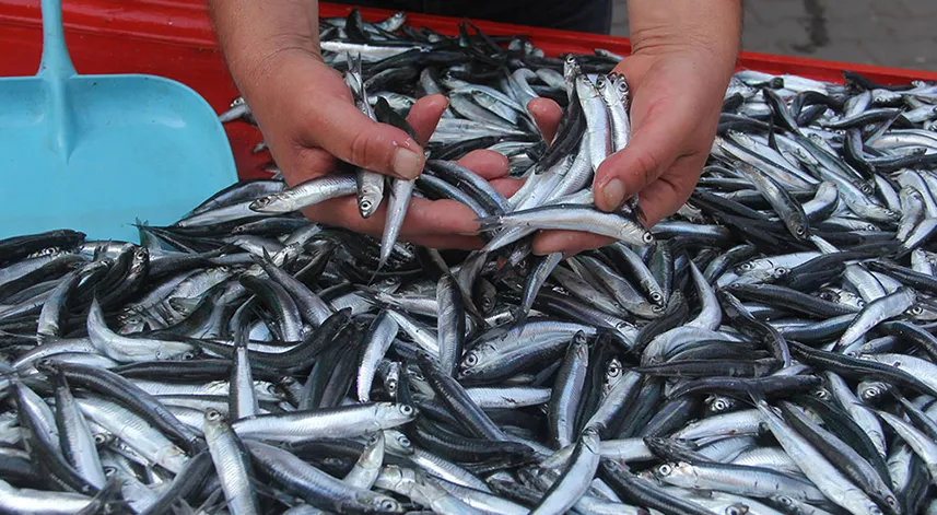 Rize'de balıkçılık: Karadeniz'in zengin hazinesi