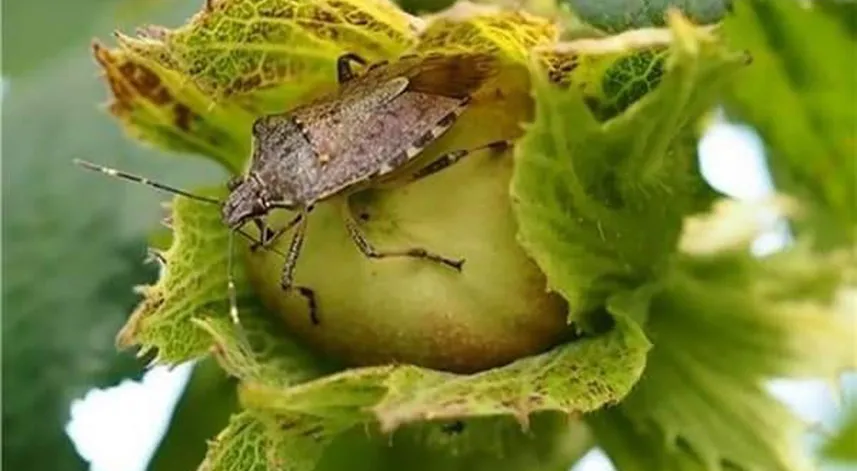Fındık üreticileri kahverengi kokarca böceğine karşı uyarıldı