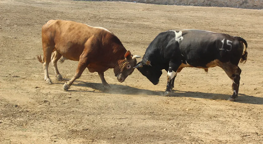 Ardanuç Boğa Güreşleri ve Kültür Sanat Festivali başladı