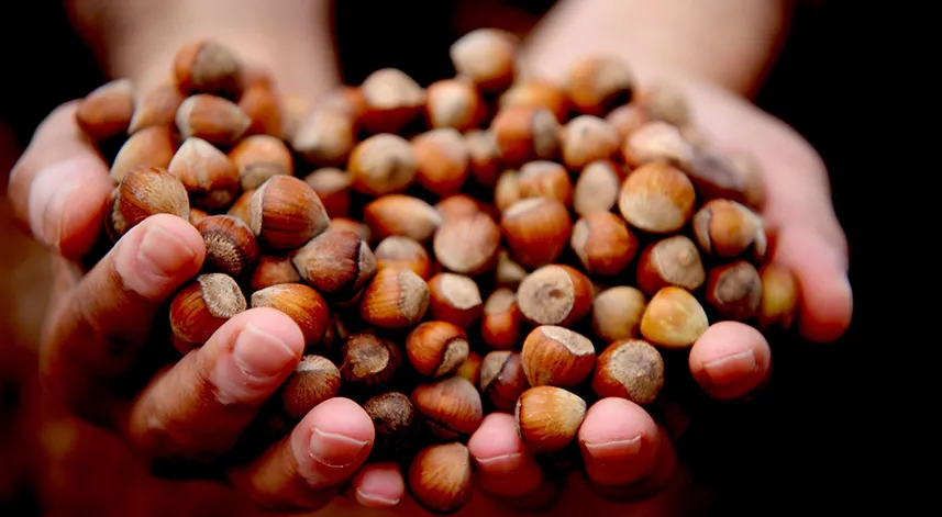 Fındık fiyat istikrarını koruyor