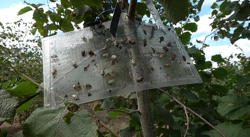 Samsun'da kahverengi kokarca ile mücadele ediliyor