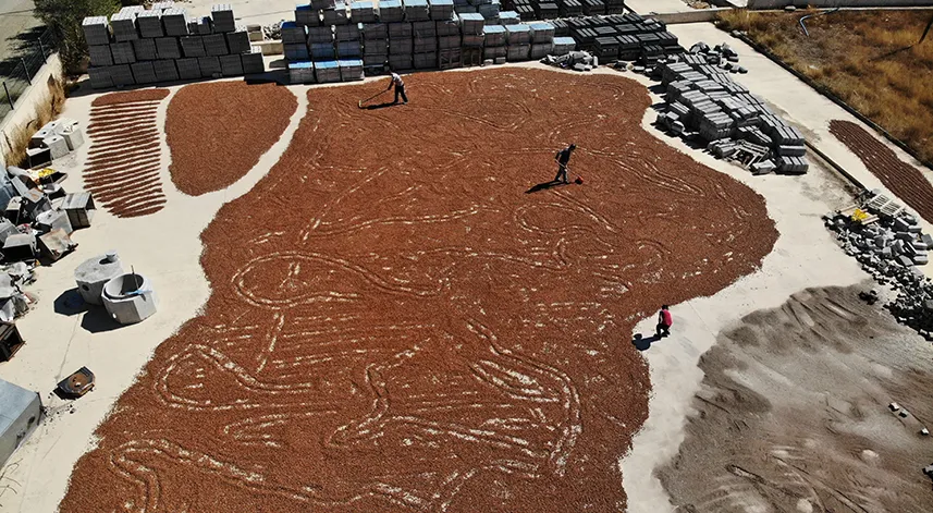 Giresun’da bu ilçede fındık yetiştirilmiyor ama kurutuluyor