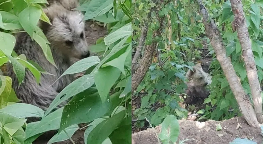 Tarlada yiyecek arayan yavru ayılar böyle görüntülendi