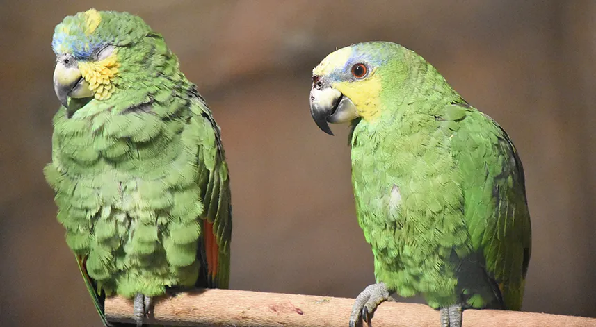 Trabzon'da yapımı tamamlanan Kuş Parkı hizmete açıldı