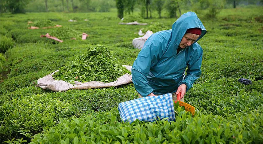Türkiye çay üretiminde dünyada kaçıncı sırada