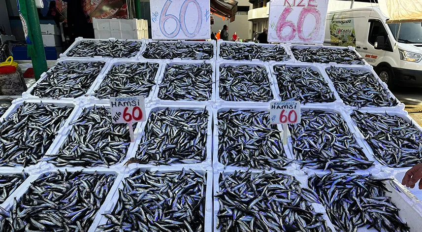 Karadeniz'de bollaşmaya başlayan hamsinin fiyatı düştü
