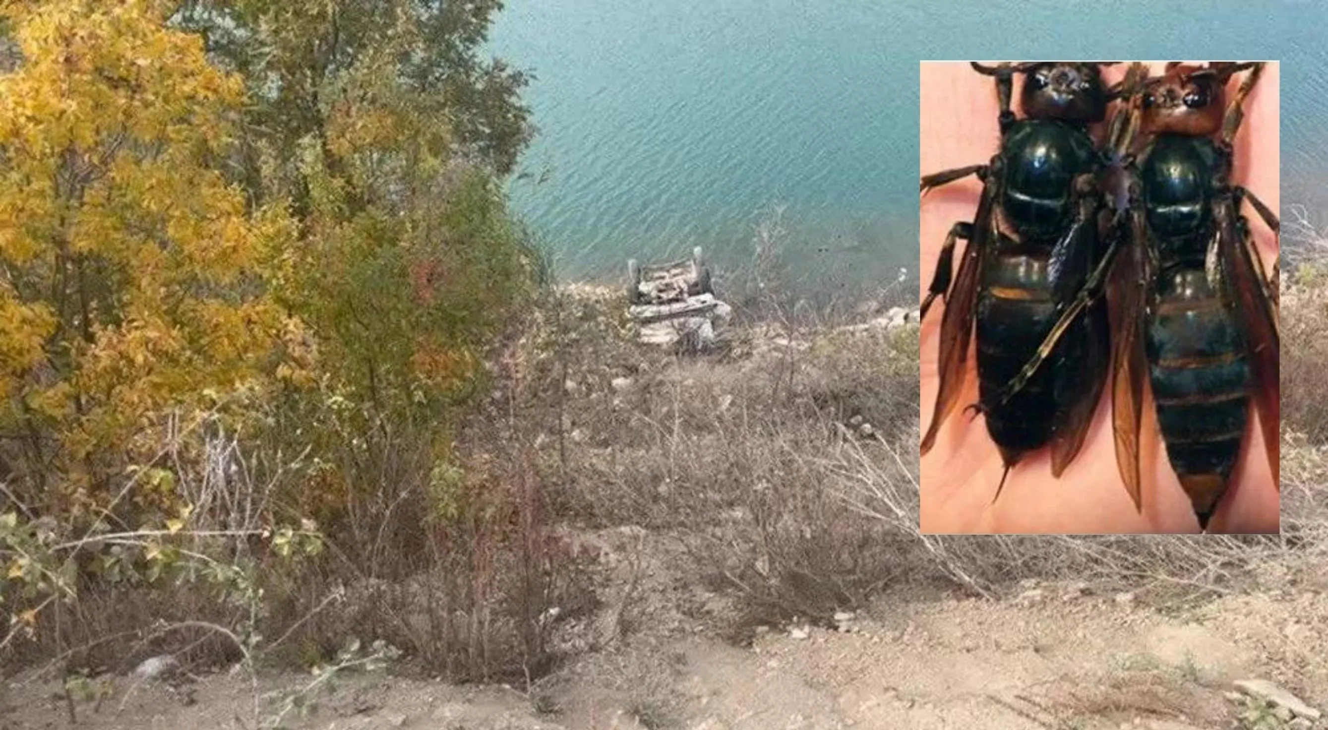 Arabaya giren eşek arısı kazaya neden oldu