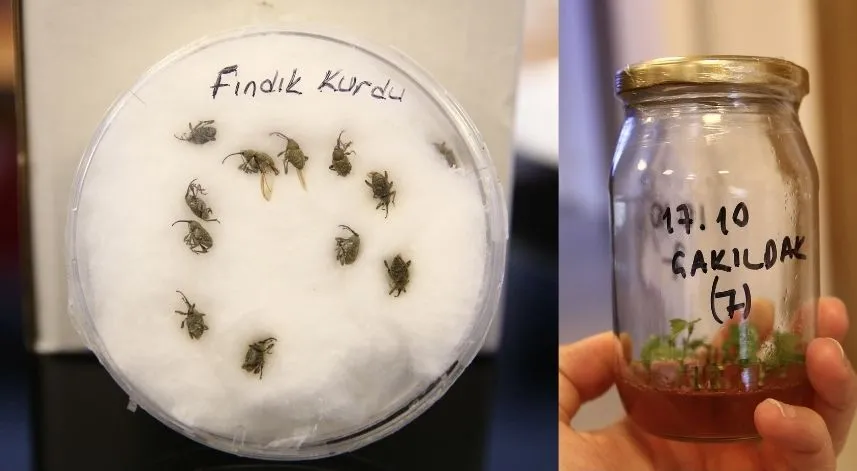 Fındığın gen kaynakları Fındık Araştırma Enstitüsünde korunuyor