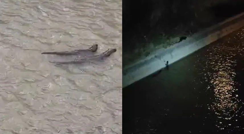 Su samurlarının Harşit Çayı’ndaki keyifli anları