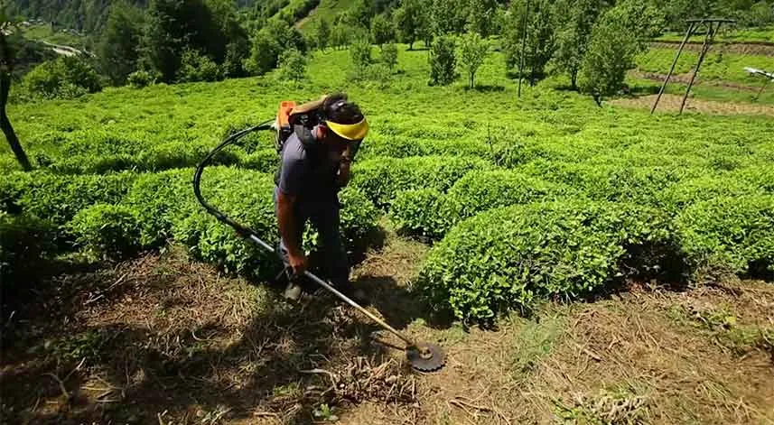 Alim: 7’de 1 kesim oranının 10’da 1’e çıkarılması için çalışma yapıyoruz