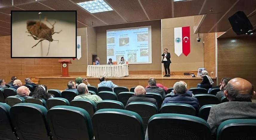 Rize'de kahverengi kokarca ile mücadele çalışması sürüyor