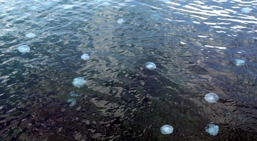 Karadeniz'de denizanası yoğunluğu