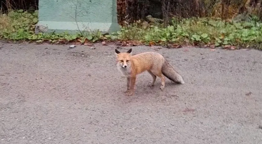Artvin'de dağ evinde elleriyle beslediği tilkiyi yolda görünce aracını durdurup eve davet etti