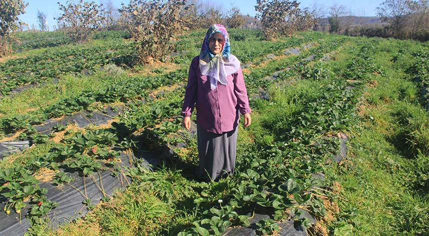 Çiftçi aile aldıkları hibeyle çilek üreterek ürün çeşitliliğini artırdı