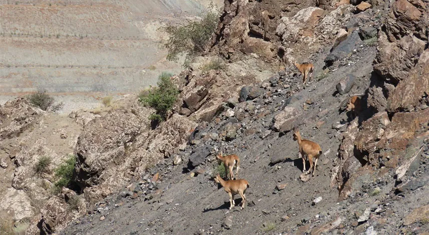 Nesli koruma altındaki yaban keçileri Yusufeli karayolunda görüntülendi