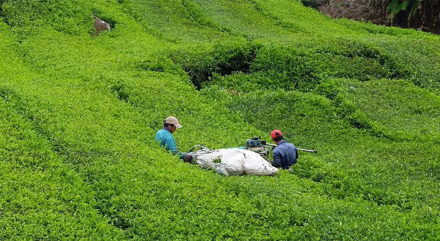 Çay kesme motoru verim kaybına neden oluyor
