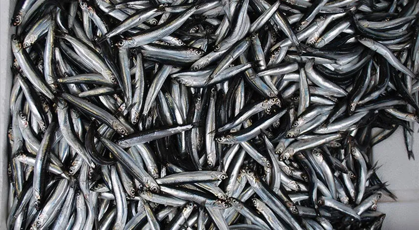 Türkiye'nin 10 aylık hamsi ihracatı yüzde 22 arttı