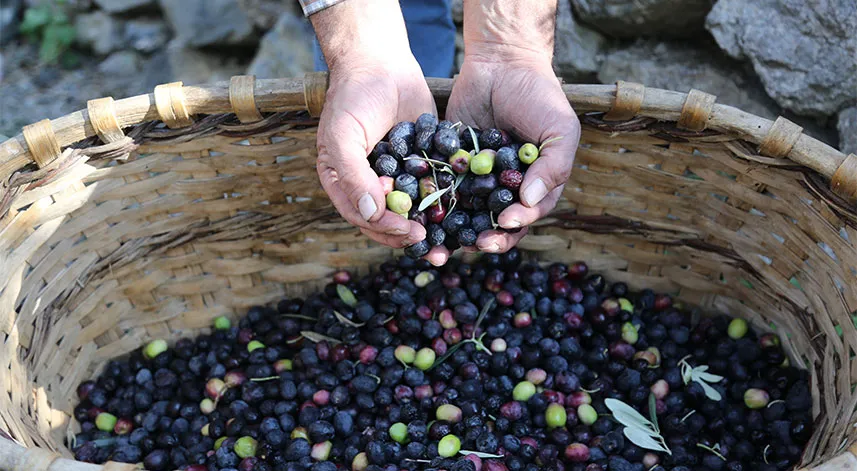 Artvin’in Yusufeli ilçesinin ödüllü Butko zeytininin hasadına başlandı