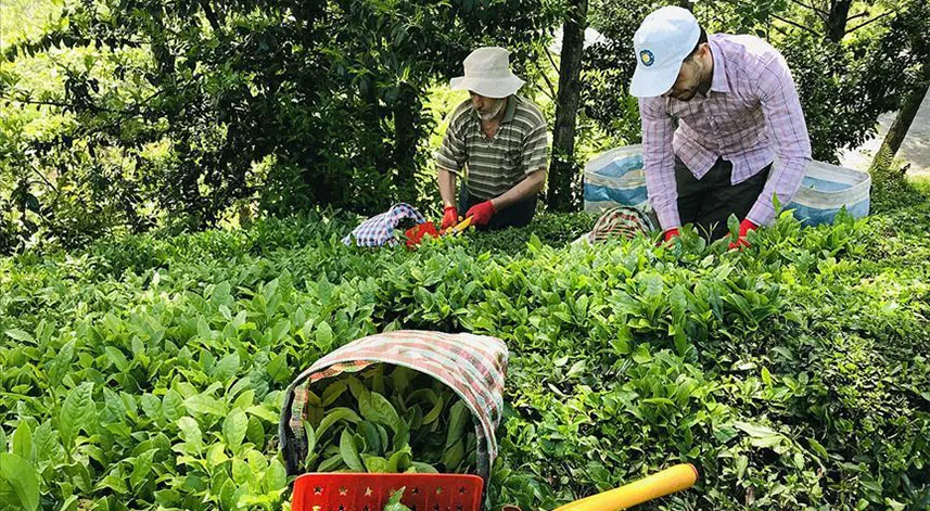 Yaş çay budama oranında değişikliğe gidiliyor