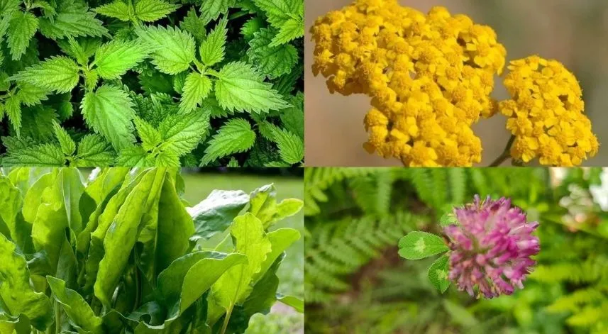 Rize’de yetişen otlar ve çiçekler nelerdir?