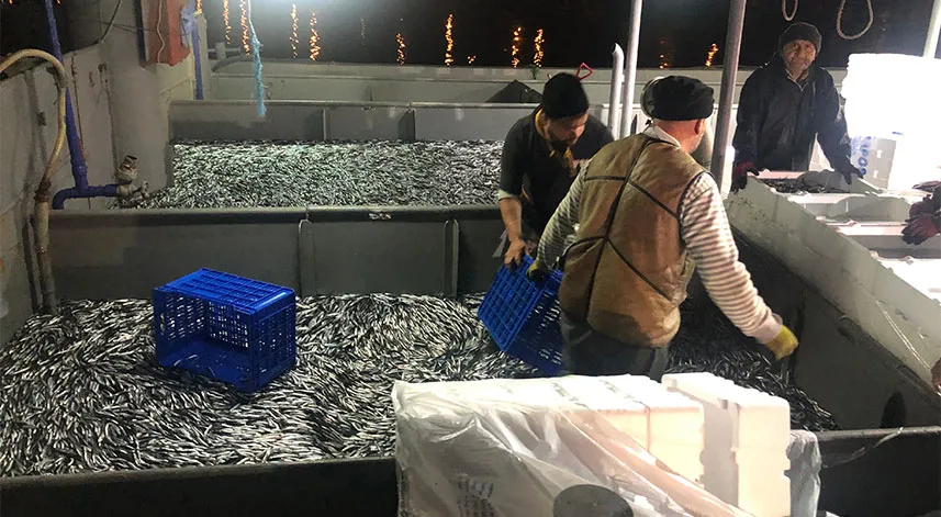 Fırtınanın ardından tezgahlar hamsiyle coştu