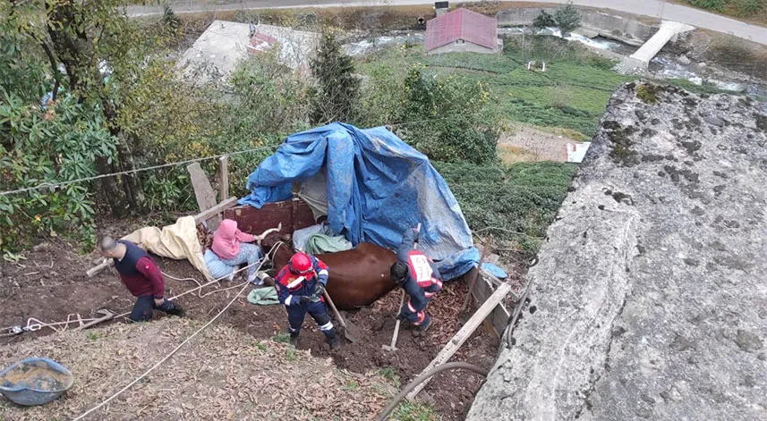 Trabzon'da yamaçtan yuvarlanan inek itfaiye ekiplerince kurtarıldı