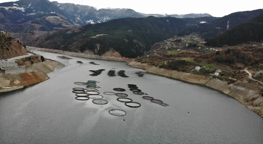 Karlı dağlarının arasından dünyaya balık ihracatı