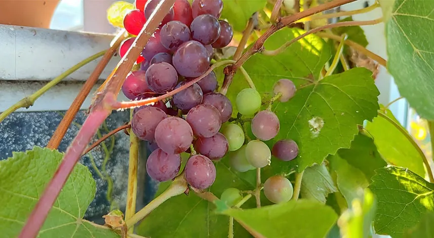 Giresun'da Aralık ayında asma dalında üzümü görenler şaşkına döndü